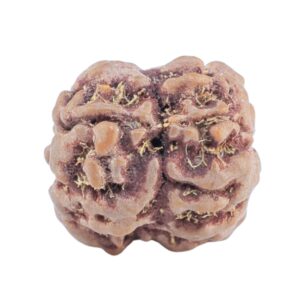 2 Mukhi Rudraksha 19.3mm 1.77gm - Rudraksha back