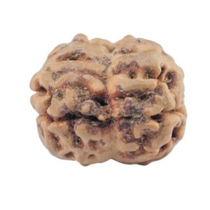 2 Mukhi Rudraksha 21.5mm 2.57gm - Rudraksha back