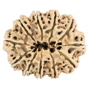 11 Mukhi Rudraksha 38.6mm 5.66gm - Rudraksha back