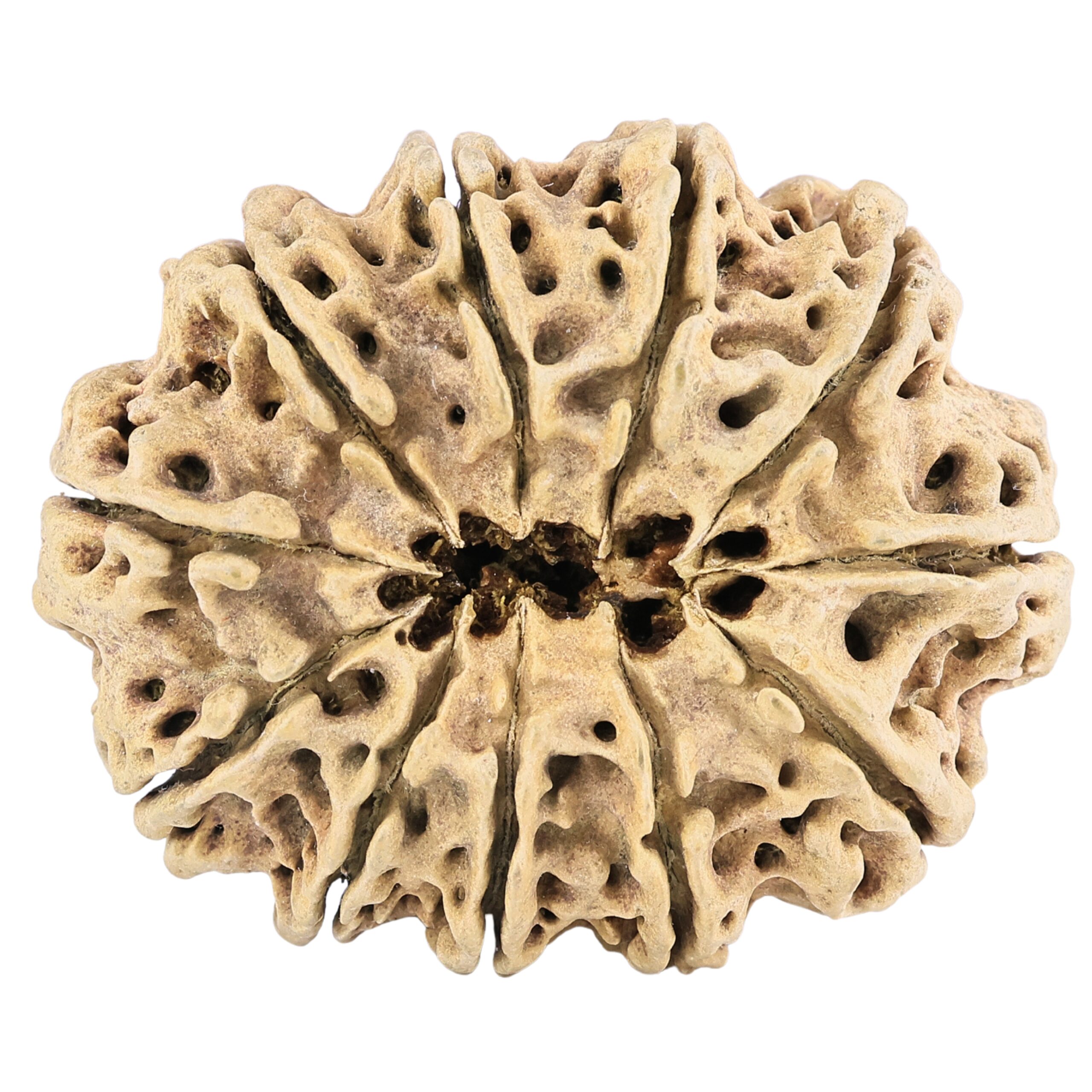 11 Mukhi Rudraksha 38.6mm 5.66gm - Rudraksha back