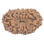 16 Mukhi Rudraksha 15.9mm 0.84gm - Rudraksha back