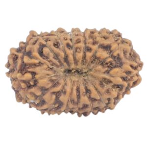 16 Mukhi Rudraksha 15.9mm 0.84gm - Rudraksha back