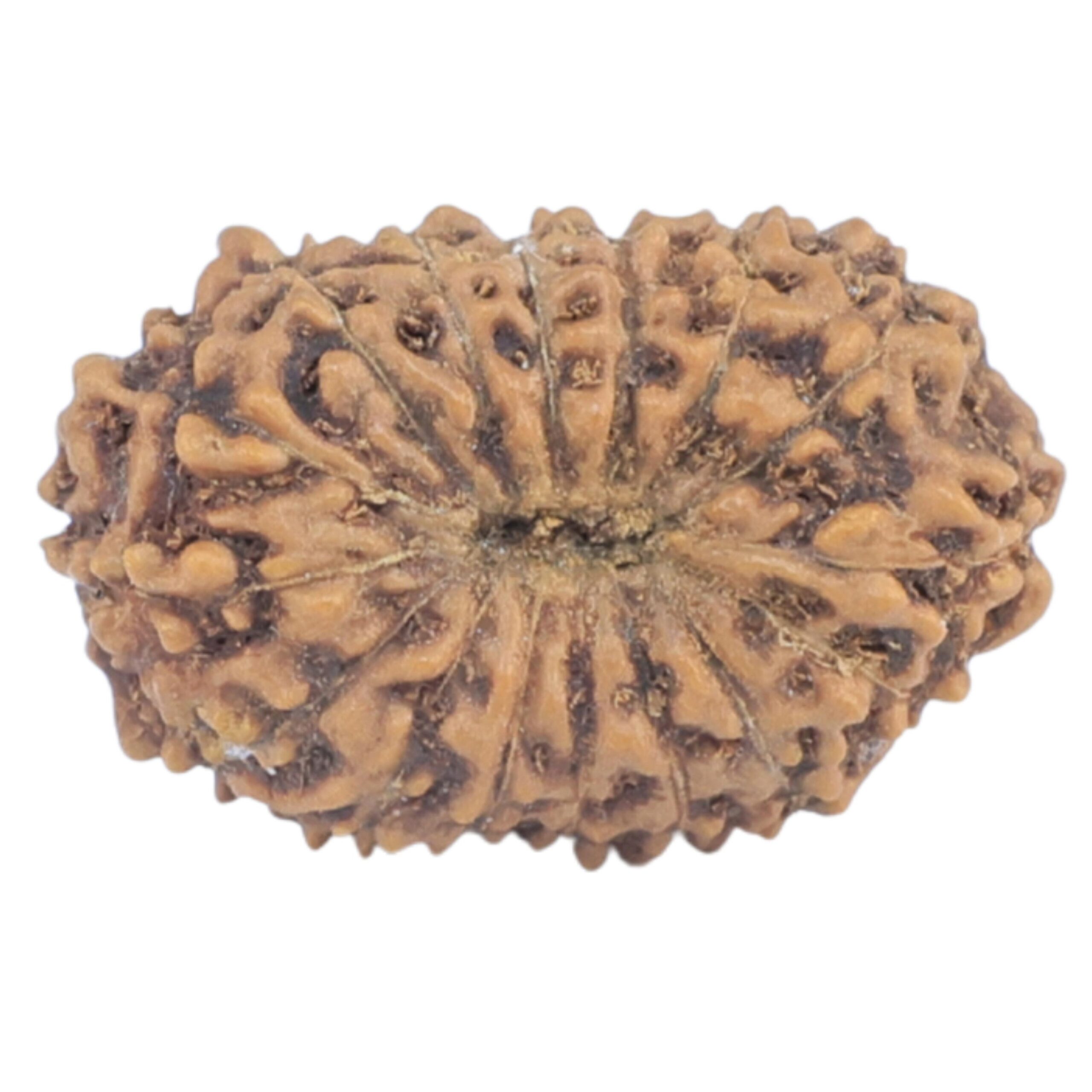 16 Mukhi Rudraksha 15.9mm 0.84gm - Rudraksha back