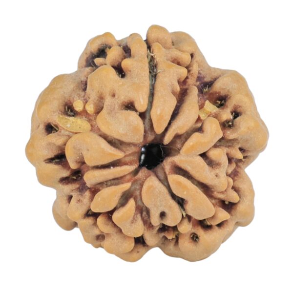 1MK(Underdeveloped) 19.3mm 2.47gm - Rudraksha back