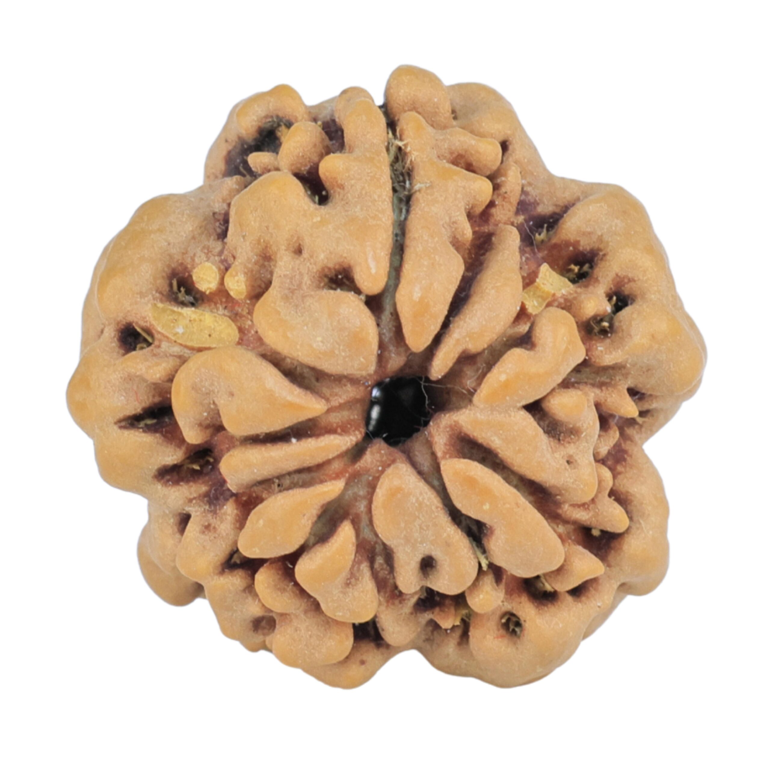 1MK(Underdeveloped) 19.3mm 2.47gm - Rudraksha back