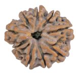 Sawar/Ganesh (8+1) 25.1mm 5gm - Rudraksha back