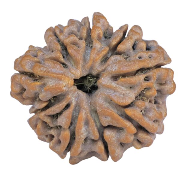 Sawar/Ganesh (8+1) 25.1mm 5gm - Rudraksha back