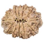 12 Mukhi Rudraksha 24.7mm 3.6gm - Rudraksha back