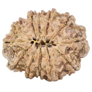 12 Mukhi Rudraksha 24.7mm 3.6gm - Rudraksha back