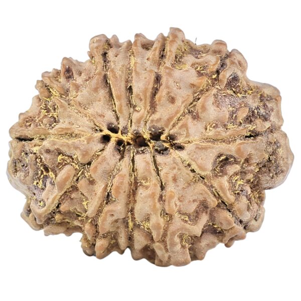 12 Mukhi Rudraksha 24.7mm 3.6gm - Rudraksha back