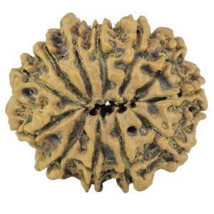 12 Mukhi Rudraksha 24.3mm 3.38gm - Rudraksha back