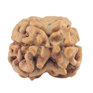 2 Mukhi Rudraksha 21.8mm 1.61gm - Rudraksha back