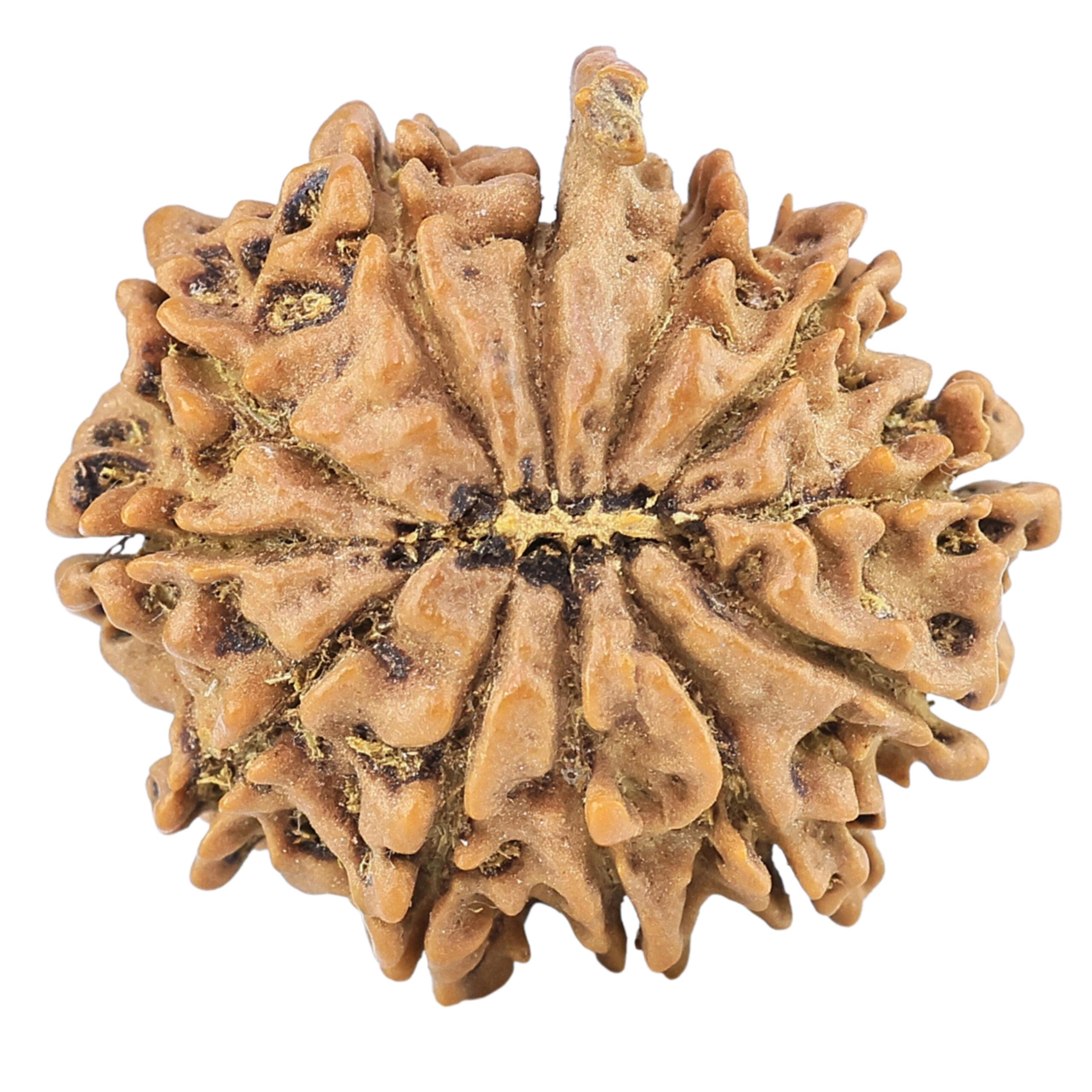 12 Mukhi Ganesh 24.3mm 3.21gm - Rudraksha back