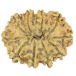 10 Mukhi Rudraksha 27.8mm 3gm - Rudraksha back