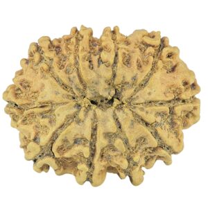10 Mukhi Rudraksha 27.8mm 3gm - Rudraksha back