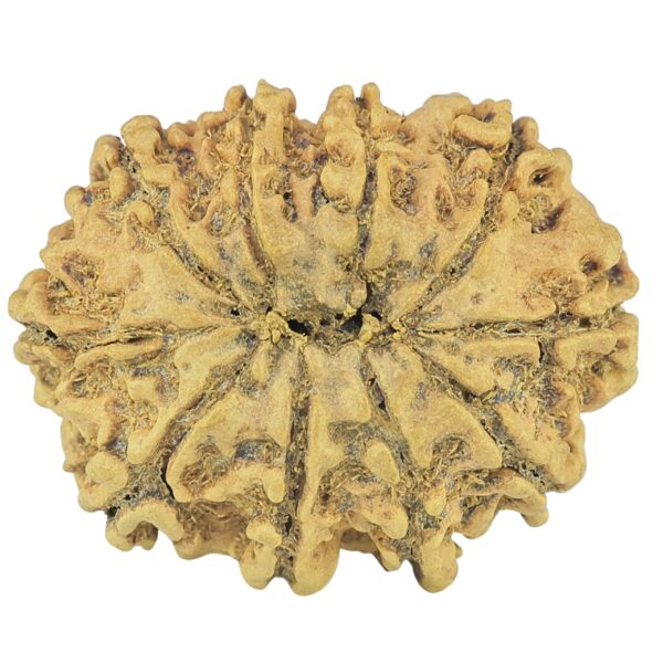 10 Mukhi Rudraksha 27.8mm 3gm - Rudraksha back
