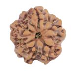 1MK(Underdeveloped) 22.3mm 3.68gm - Rudraksha back