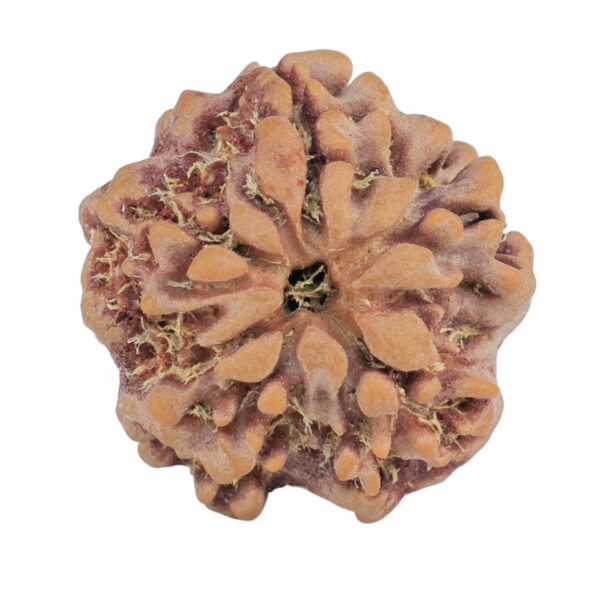 1MK(Underdeveloped) 22.3mm 3.68gm - Rudraksha back