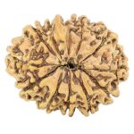 12 Mukhi Ganesh 24.7mm 2gm - Rudraksha back