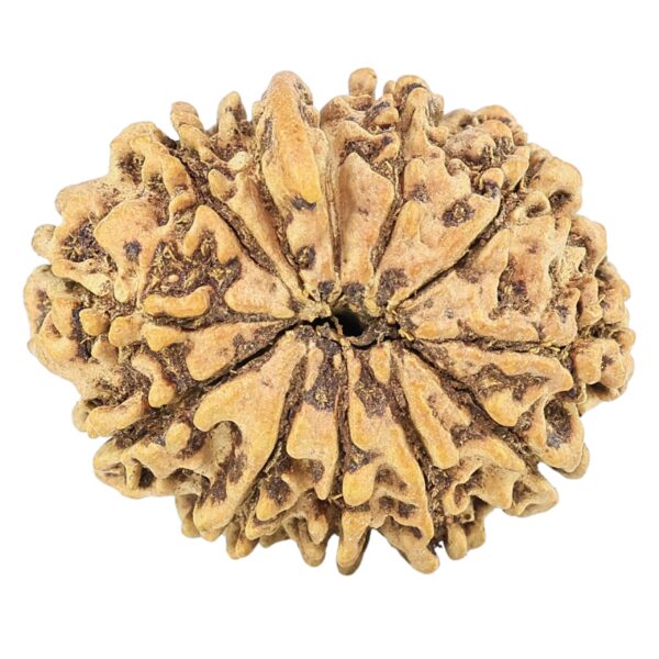 12 Mukhi Ganesh 24.7mm 2gm - Rudraksha back