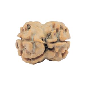 2 Mukhi Rudraksha 20.8mm 2gm - Rudraksha back