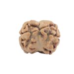 2 Mukhi Rudraksha 17.6mm 1.34gm - Rudraksha back
