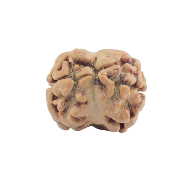 2 Mukhi Rudraksha 17.6mm 1.34gm - Rudraksha back