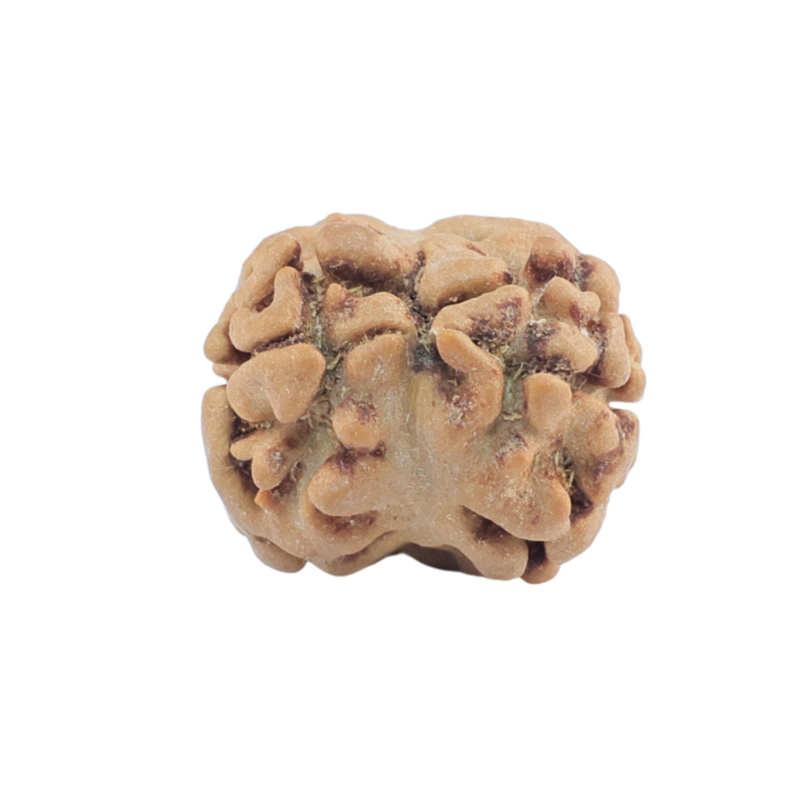 2 Mukhi Rudraksha 17.6mm 1.34gm - Rudraksha back