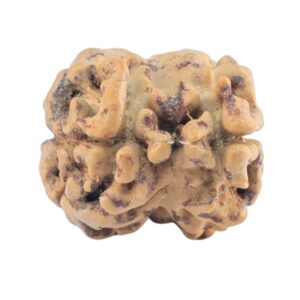 2 Mukhi Rudraksha 21.5mm 1.43gm - Rudraksha back