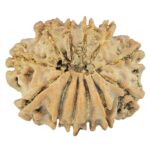 12 Mukhi Rudraksha 22.1mm 2.77gm - Rudraksha back