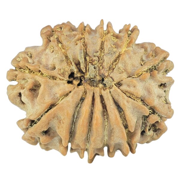 12 Mukhi Rudraksha 22.1mm 2.77gm - Rudraksha back