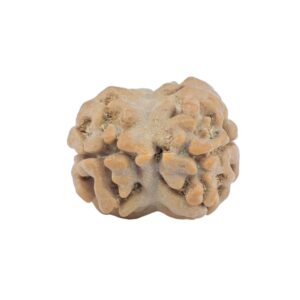 2 Mukhi Rudraksha 20.3mm 1.78gm - Rudraksha back