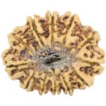 12 Mukhi Rudraksha 34.4mm 6.81gm - Rudraksha back