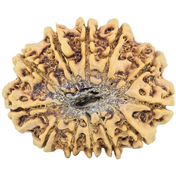 12 Mukhi Rudraksha 34.4mm 6.81gm - Rudraksha back