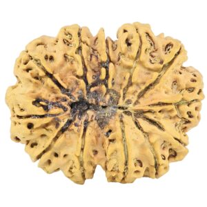12 Mukhi Rudraksha 30.1mm 4.67gm - Rudraksha back
