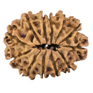 12 Mukhi Rudraksha 28mm 4.13gm - Rudraksha back