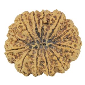 12 Mukhi Rudraksha 36.5mm 10.17gm - Rudraksha back