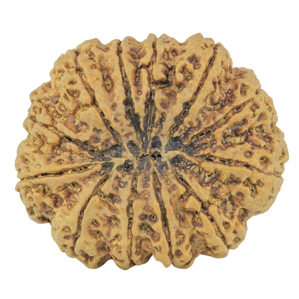 12 Mukhi Rudraksha 36.5mm 10.17gm - Rudraksha back