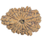 Sawar/Ganesh (13+1) 27.1mm 3.71gm - Rudraksha back