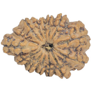Sawar/Ganesh (13+1) 27.1mm 3.71gm - Rudraksha back