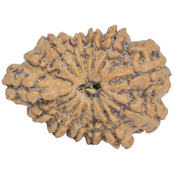 Sawar/Ganesh (13+1) 27.1mm 3.71gm - Rudraksha back