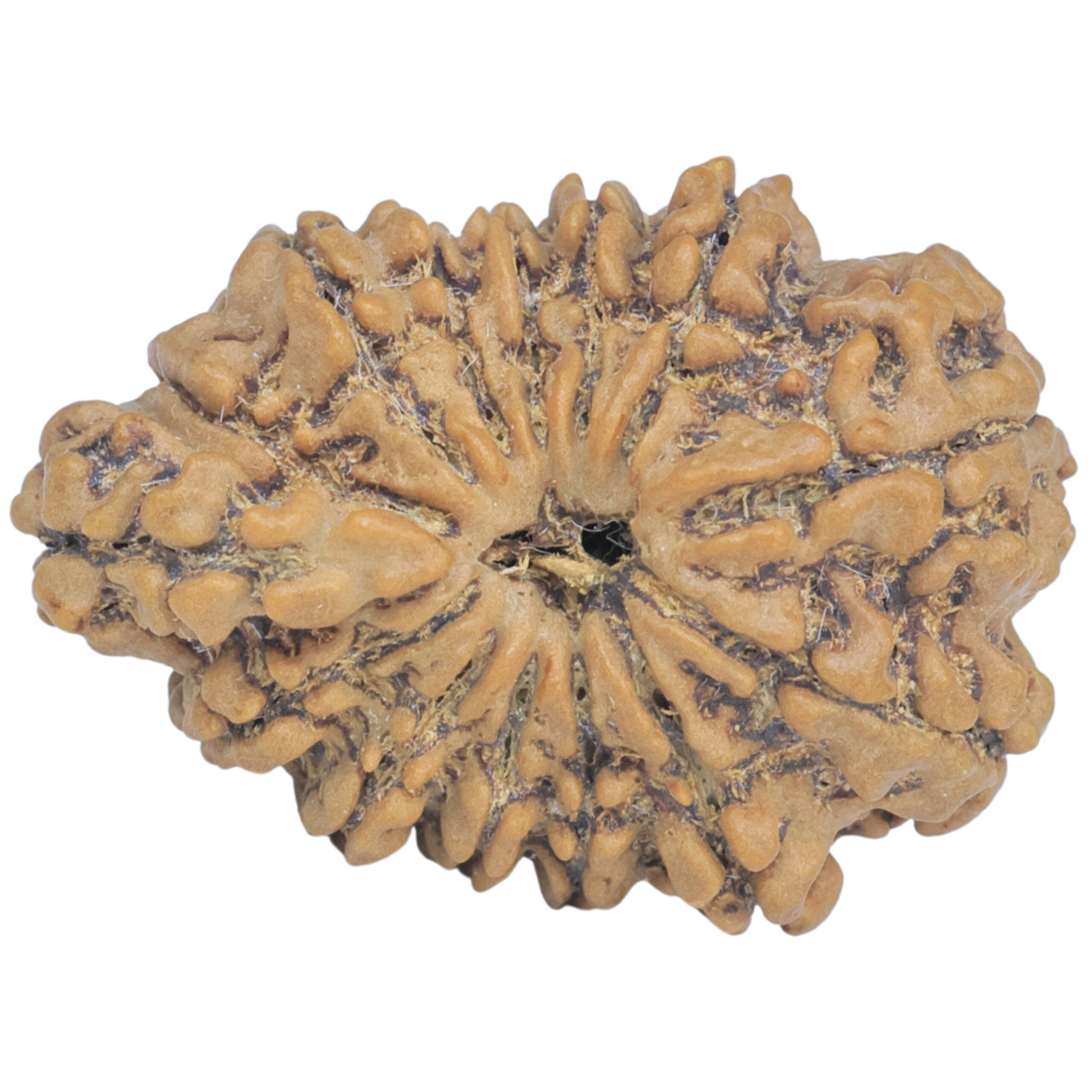 Sawar/Ganesh (13+1) 27.1mm 3.71gm - Rudraksha back