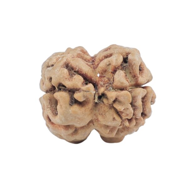 2 Mukhi Rudraksha 24.3mm 2.59gm - Rudraksha back