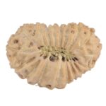 18 Mukhi Rudraksha 19.8mm 1.39gm - Rudraksha back