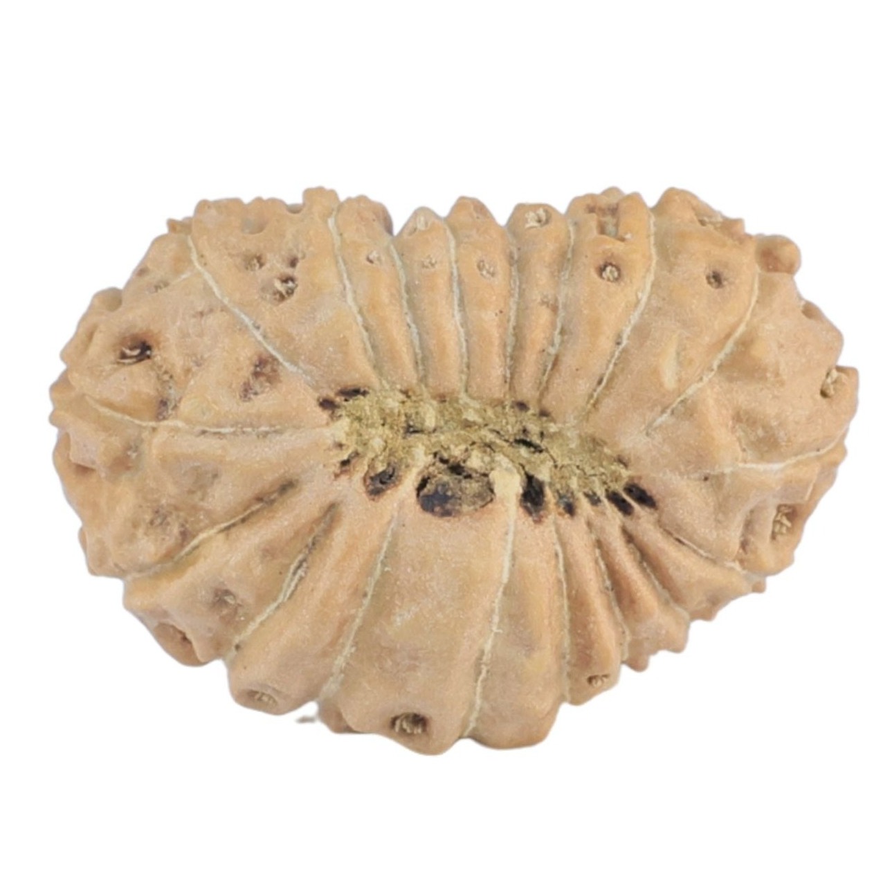 18 Mukhi Rudraksha 19.8mm 1.39gm - Rudraksha back