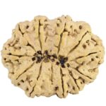 12 Mukhi Rudraksha 38mm 7.56gm - Rudraksha back
