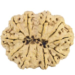12 Mukhi Rudraksha 38mm 7.56gm - Rudraksha back