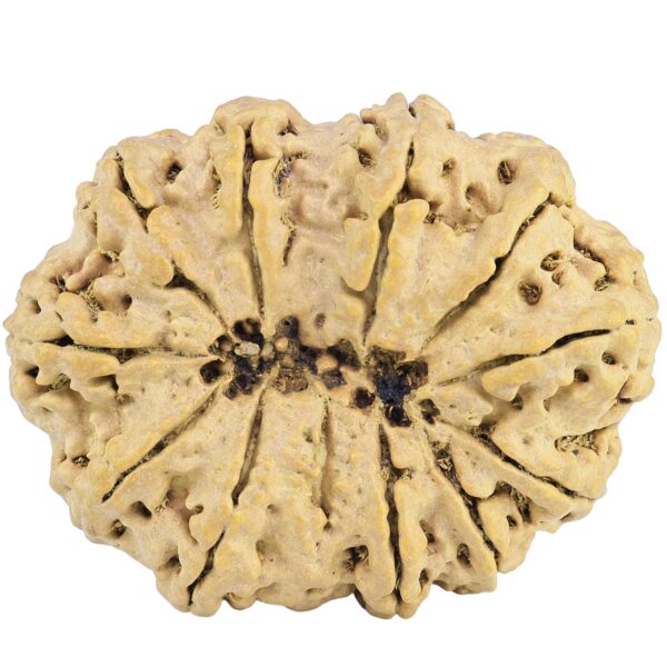 12 Mukhi Rudraksha 38mm 7.56gm - Rudraksha back