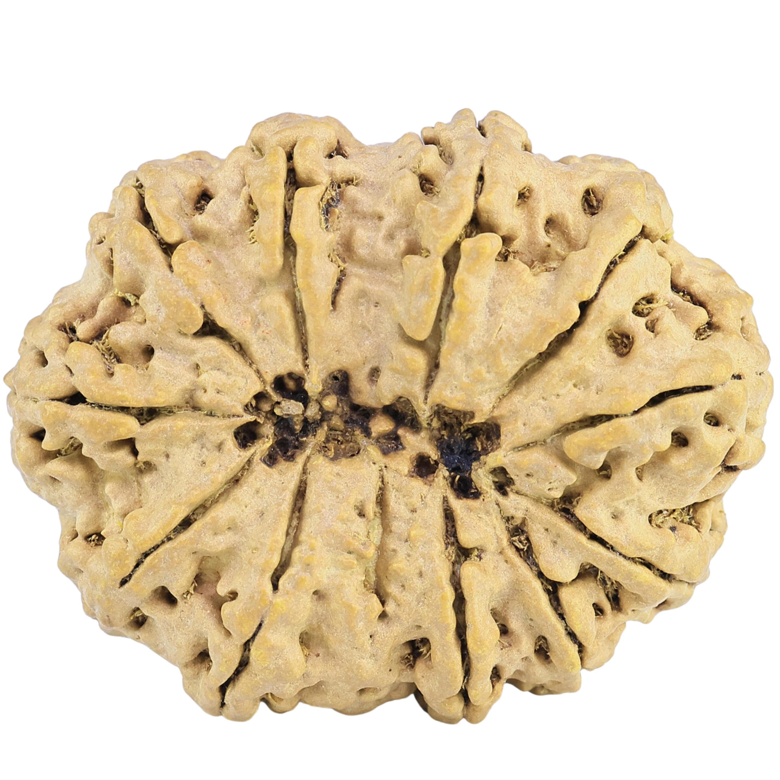12 Mukhi Rudraksha 38mm 7.56gm - Rudraksha back
