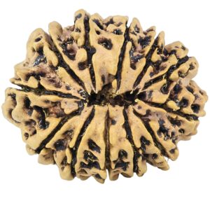 12 Mukhi Rudraksha 27.1mm 3.26gm - Rudraksha back
